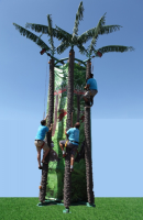 Coconut Tree Climber rental orange county
